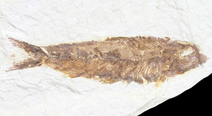 Knightia Fossil Fish - Wyoming #60455